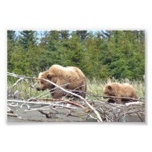 6x4 Satin Foto van grizzly beer & krab Afdruk