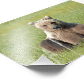 6x4 Satin Photo du grizzli (Coin)