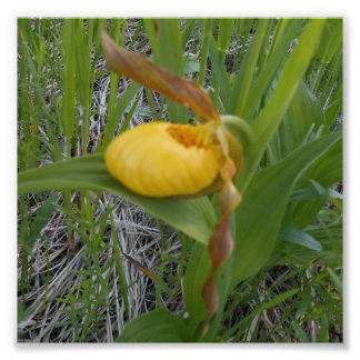 6x6 fotoafdrukken foto afdruk