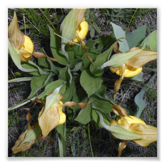 6x6 fotoafdrukken foto afdruk (Voorkant)