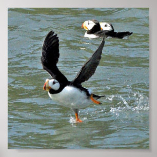 6x6 Poster papier (steen) van puffins