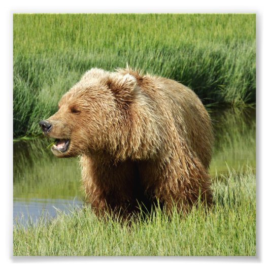 6x6 Satin photo de grizzli (Devant)