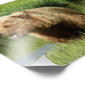 6x6 Satin photo de grizzli (Coin)