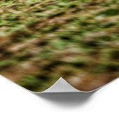 "70 Super Bee Poster (Hoek)