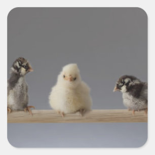 7 Baby kippen op een baard Vierkante Sticker