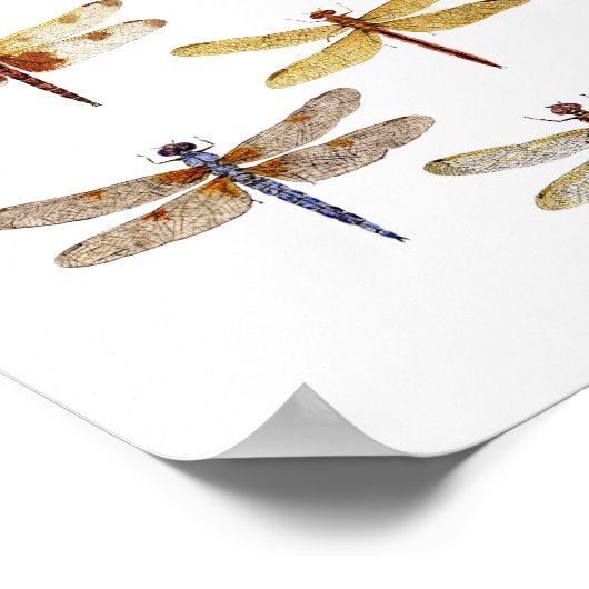 7 Poster des espèces de libellules (Coin)
