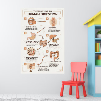 7-staps gids voor het menselijke spijsverteringspr poster