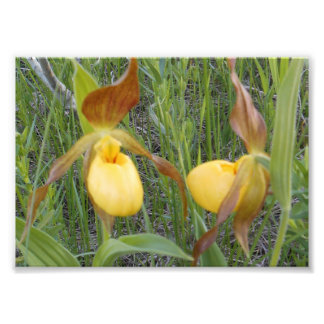 7 x 5 Foto afdrukken Afdruk