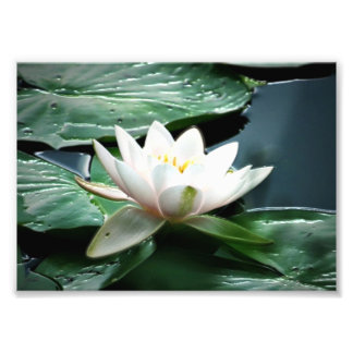 7 x 5 fotoafdrukken foto afdruk