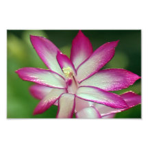 7 x 5 inch, Kodak Professional-fotopapier (Satin)