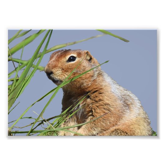 7x5 Kodak Professional-fotopapier (Satin) Foto Afdruk (Voorkant)