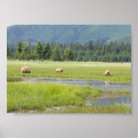 7x5 Poster (Matte) met grizzly beer & cubs