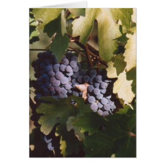 85. Raisins illuminés, comté de Sonoma (Californie