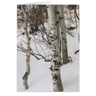 87. Graffite d'arbre et neige intacte, Colorado