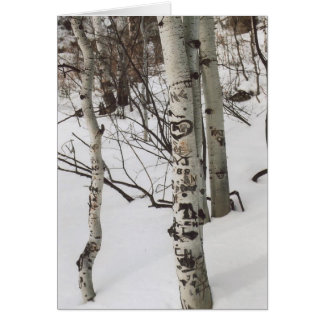 87. Graffite d'arbre et neige intacte, Colorado