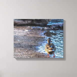 8801-Vrouw Mallard Duck Walking on Shore Canvas Afdruk
