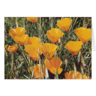 89. Pavots de Californie