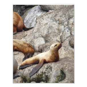 8,5 x 11 Satin photo d'un lion de mer