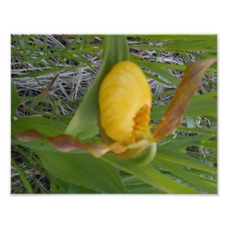 8,5x11 Foto afdrukken Afdruk