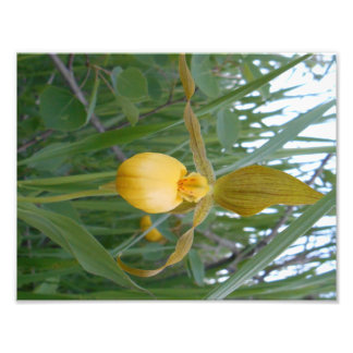 8,5x11 Foto afdrukken Afdruk