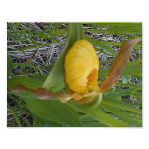 8,5x11 Foto afdrukken Foto Afdruk