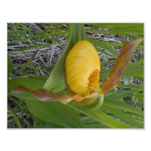 8,5x11 Foto afdrukken Foto Afdruk (Voorkant)