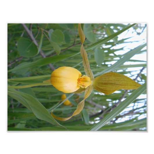 8,5x11 Foto afdrukken Foto Afdruk (Voorkant)