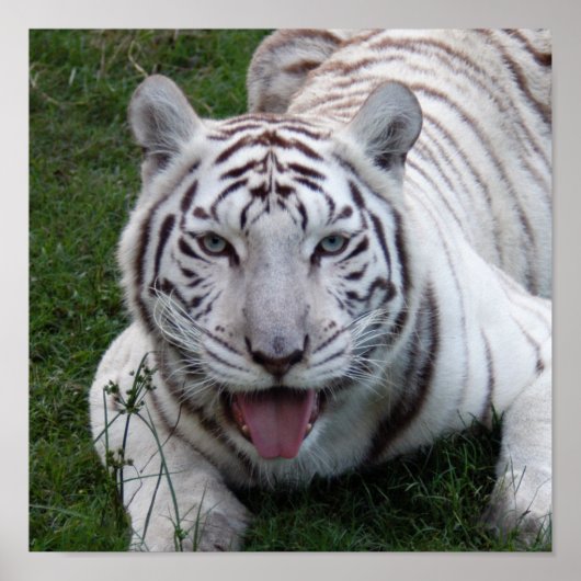 8,5x8.5 Poster/afdrukSjabloon Poster (Voorkant)