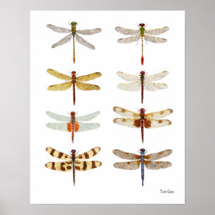 8 Dragonfly-Waterverven Poster