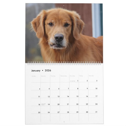 8 Mile Golden Retriever Caledar 2015 Kalender (Jan 2026)