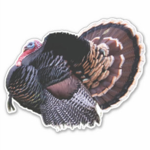 8"x8" Wilde Turkije Sticker