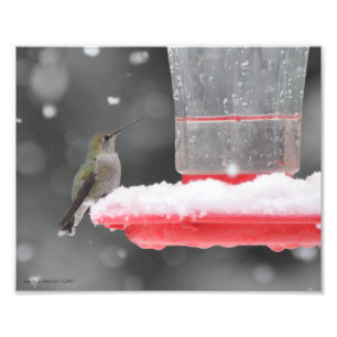 8x10 Anna's Hummingbird in de sneeuw Foto Afdruk