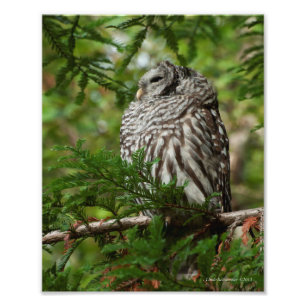 8x10 Barred Owl Foto Afdruk