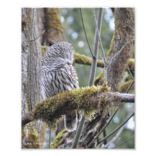 8x10 Barred Owl op een Mossy Branch Foto Afdruk