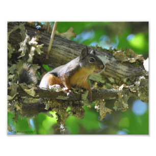 8x10 Douglas Squirrel in een Mapleboom Foto Afdruk