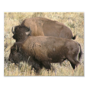 8x10 foto van buffel afdruk