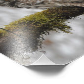 8x10 gerooide boomkorren in Big Leaf Maple Tree Foto Afdruk (Hoek)