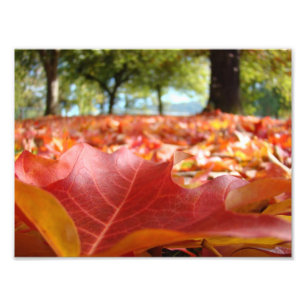 8x10 kunstprenten Natuurfotografie Herfstbladeren Foto Afdruk