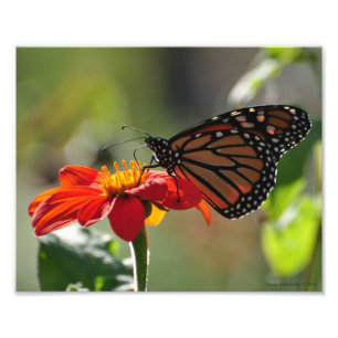 8x10 Monarch Butterfly op Mexicaanse zonnebloempel Foto Afdruk