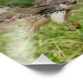 8x10 onvolgroeide Red Tailed Hawk Foto Afdruk (Hoek)