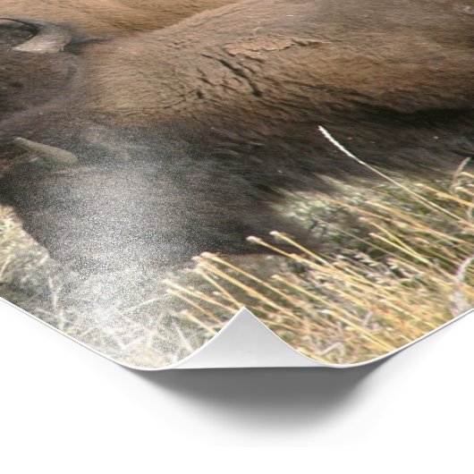 8x10 photo de buffle (Coin)