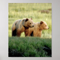8x10 Poster Paper (Matte) de oursons grizzlis