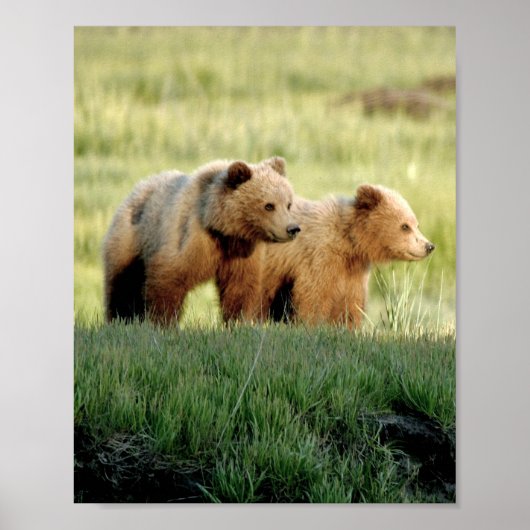 8x10 Poster papier (Matte) met grizzly beer cubs (Voorkant)