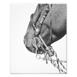 8x10 Print - Colt in the Two-Rein Foto Afdruk