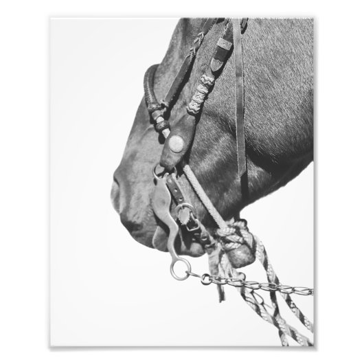 8x10 Print - Colt in the Two-Rein Foto Afdruk (Voorkant)