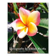 8x10 print- Roze en gele plumeria