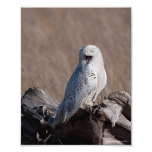 8x10 Snowy Owl Laughs! Foto Afdruk