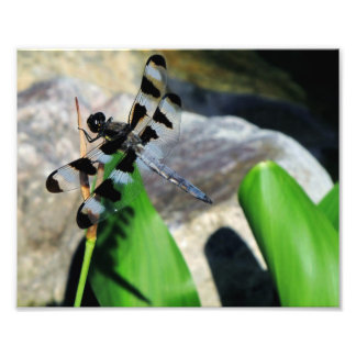 8x10 Zebra Dragonfly Foto Afdruk