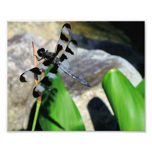 8x10 Zebra Dragonfly Foto Afdruk (Voorkant)