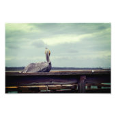 8x12 Foto - "Chillin' Pelican" St. Augustine, FL Afdruk (Voorkant)
